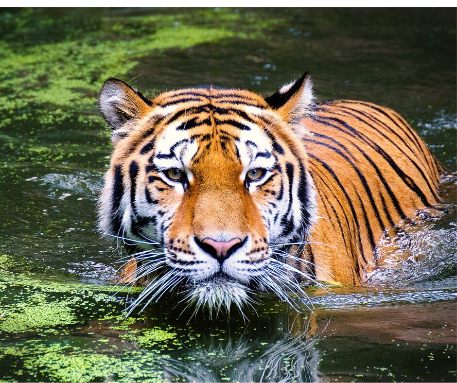 Tiger 21: A Circle for Life, Wealth, and Legacy
